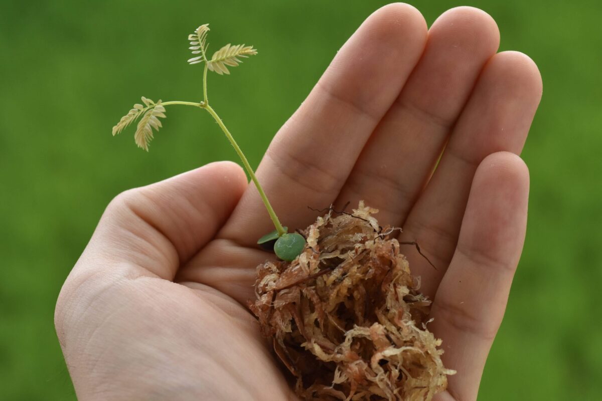 エバーフレッシュの種子を発芽させるための3つのコツ