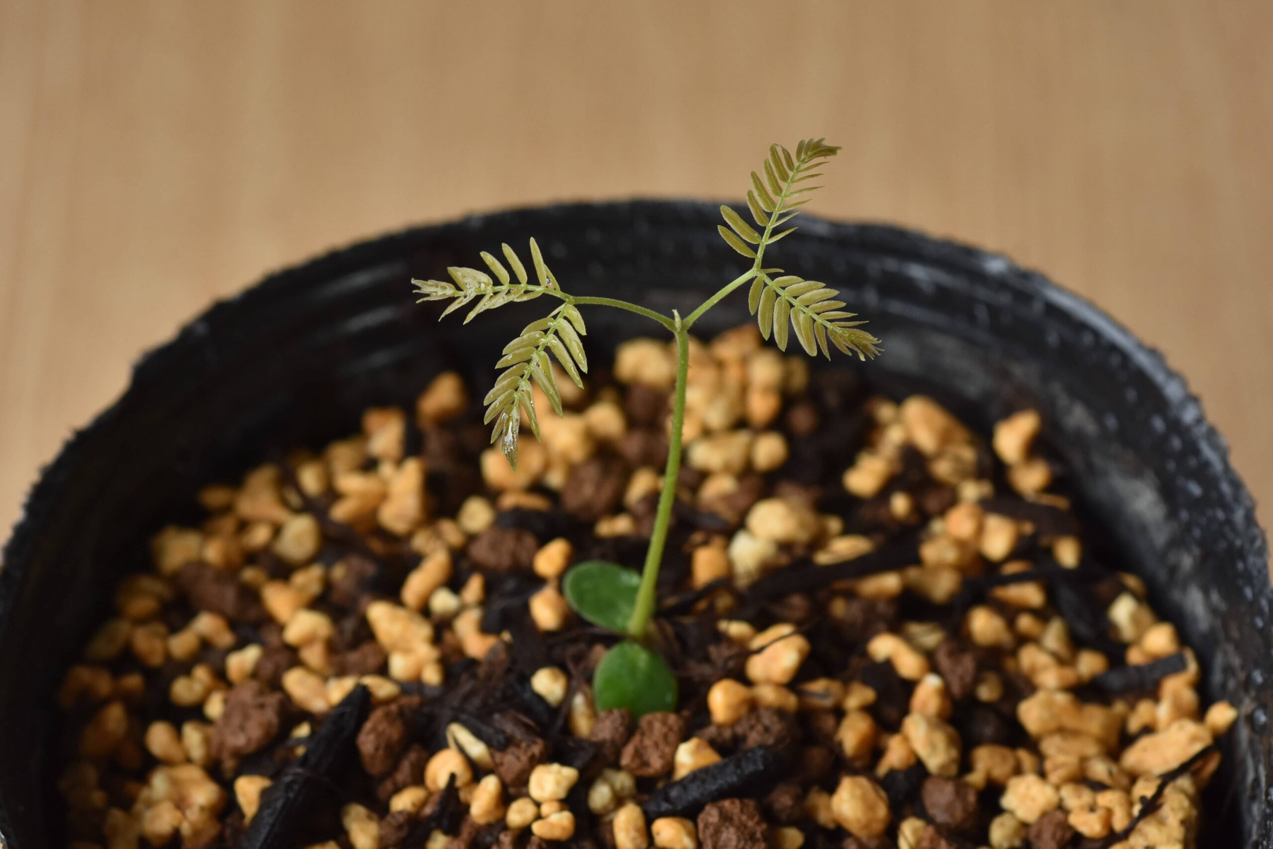 K！エバーフレッシュ　種　140粒　新鮮 DSC_3500_00005-scaled.jpg