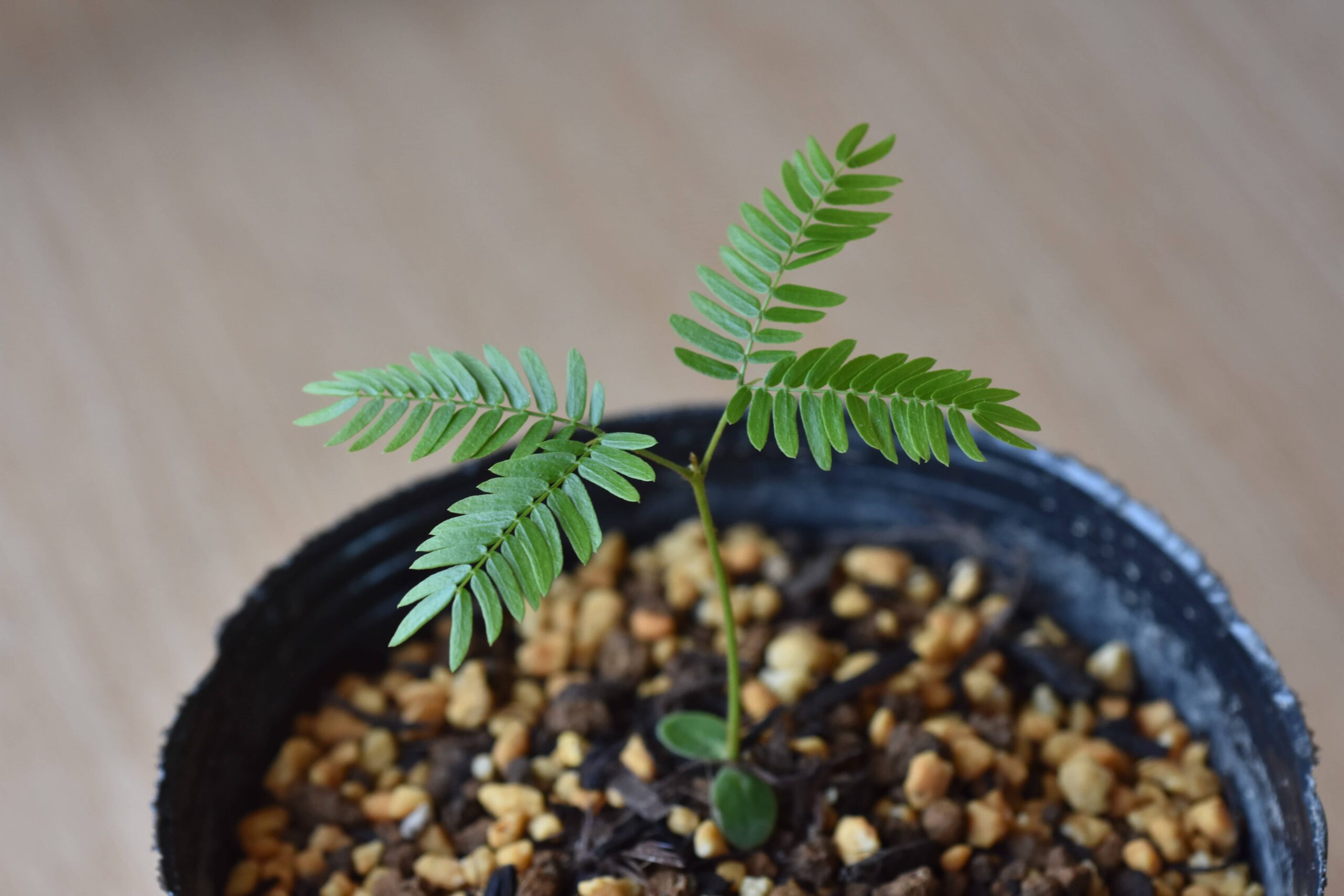 エバーフレッシュの種子を発芽させるための3つのコツ – MELIAMANNA