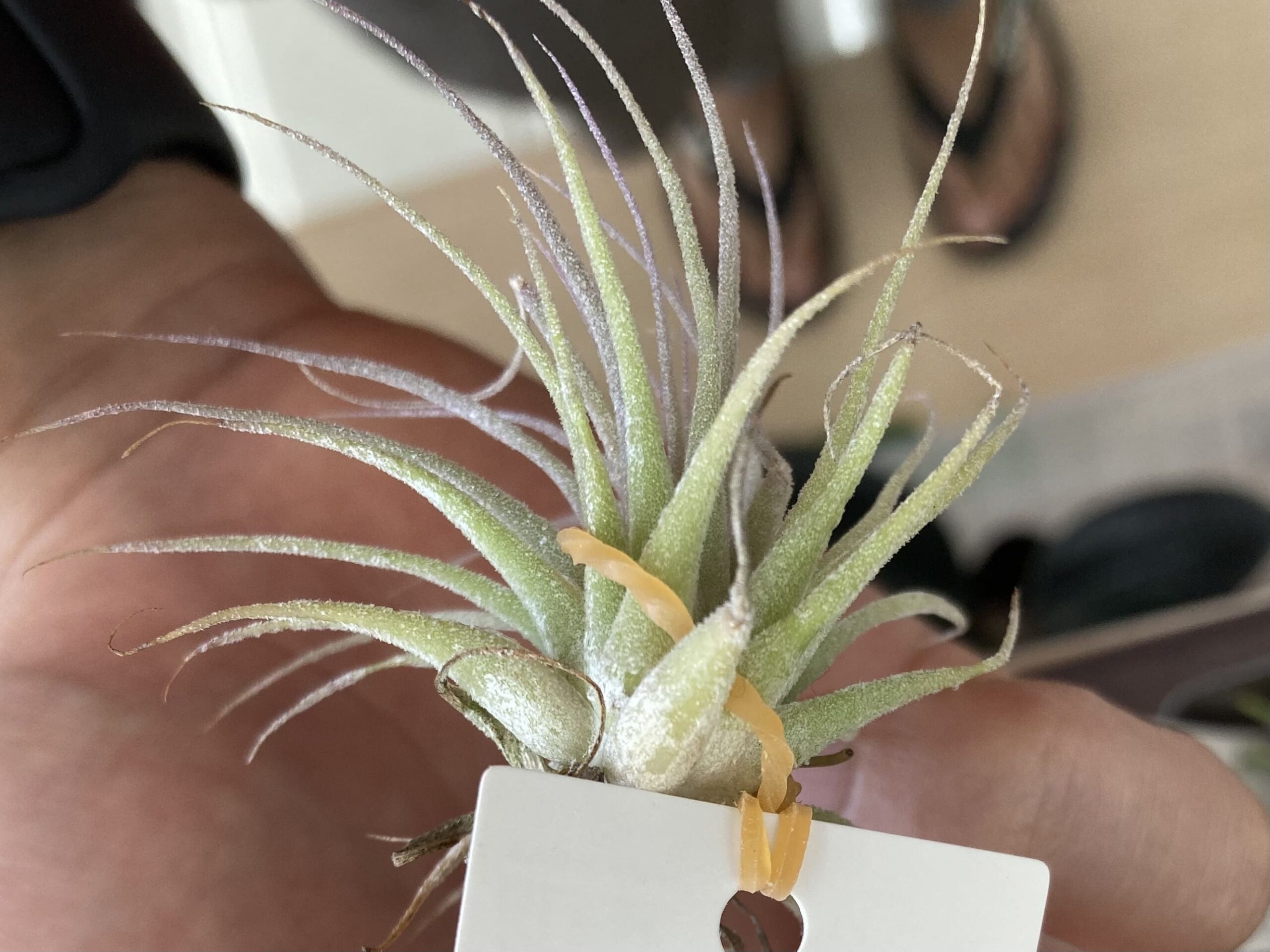 Tillandsia-ionantha-Albino_6-