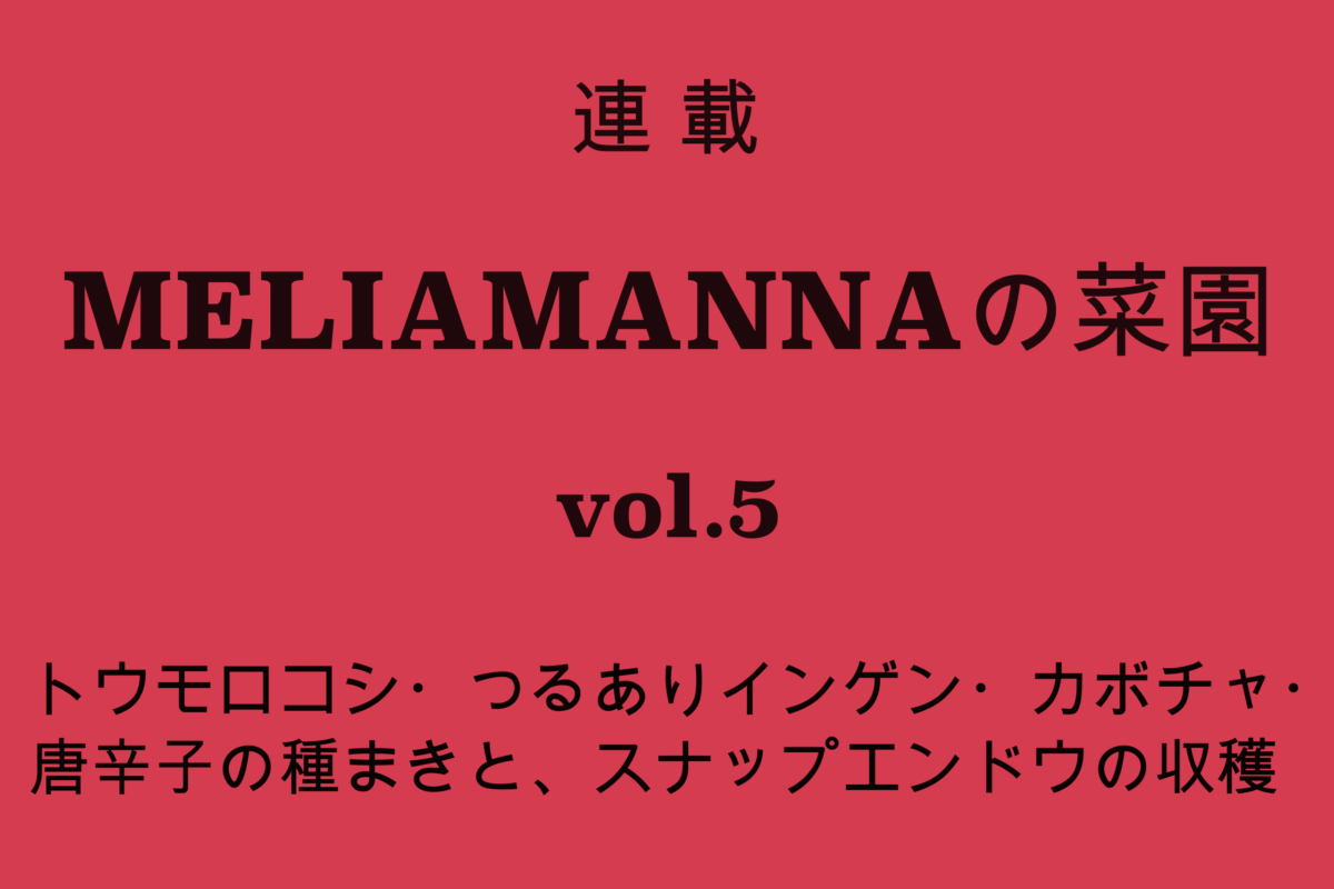 【MELIAMANNAの菜園 vol.5】トウモロコシ・つるありインゲン・カボチャ・唐辛子の種まきと、スナップエンドウの収穫