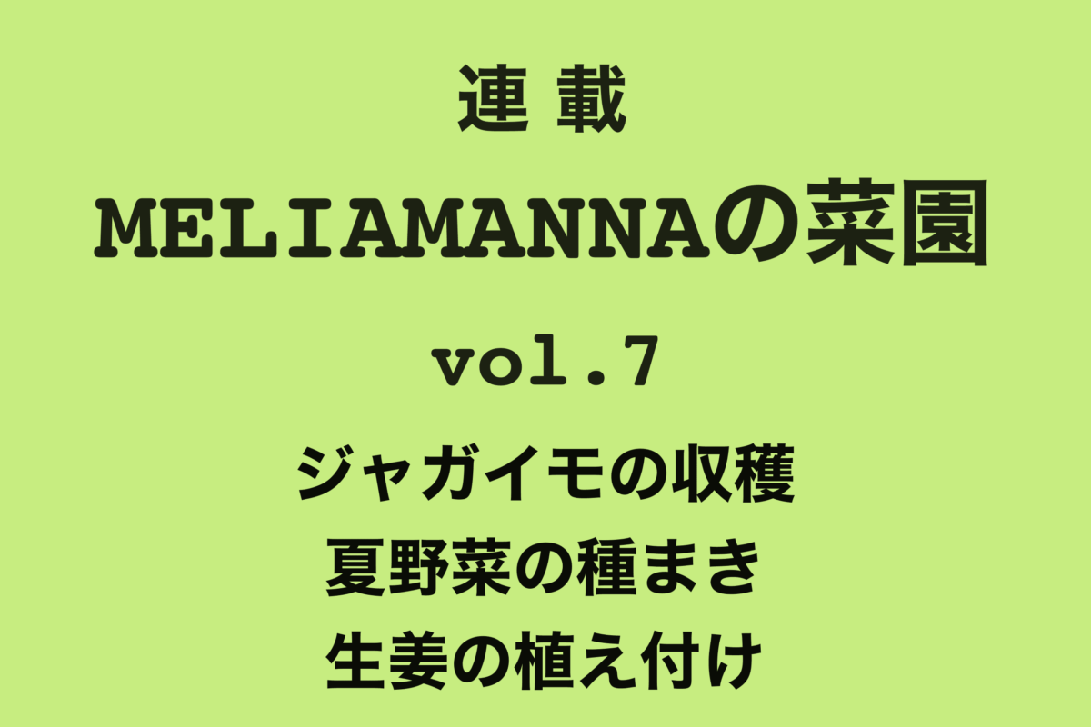 【MELIAMANNAの菜園 vol.7】ジャガイモの収穫・夏野菜の種まき・生姜の植え付け