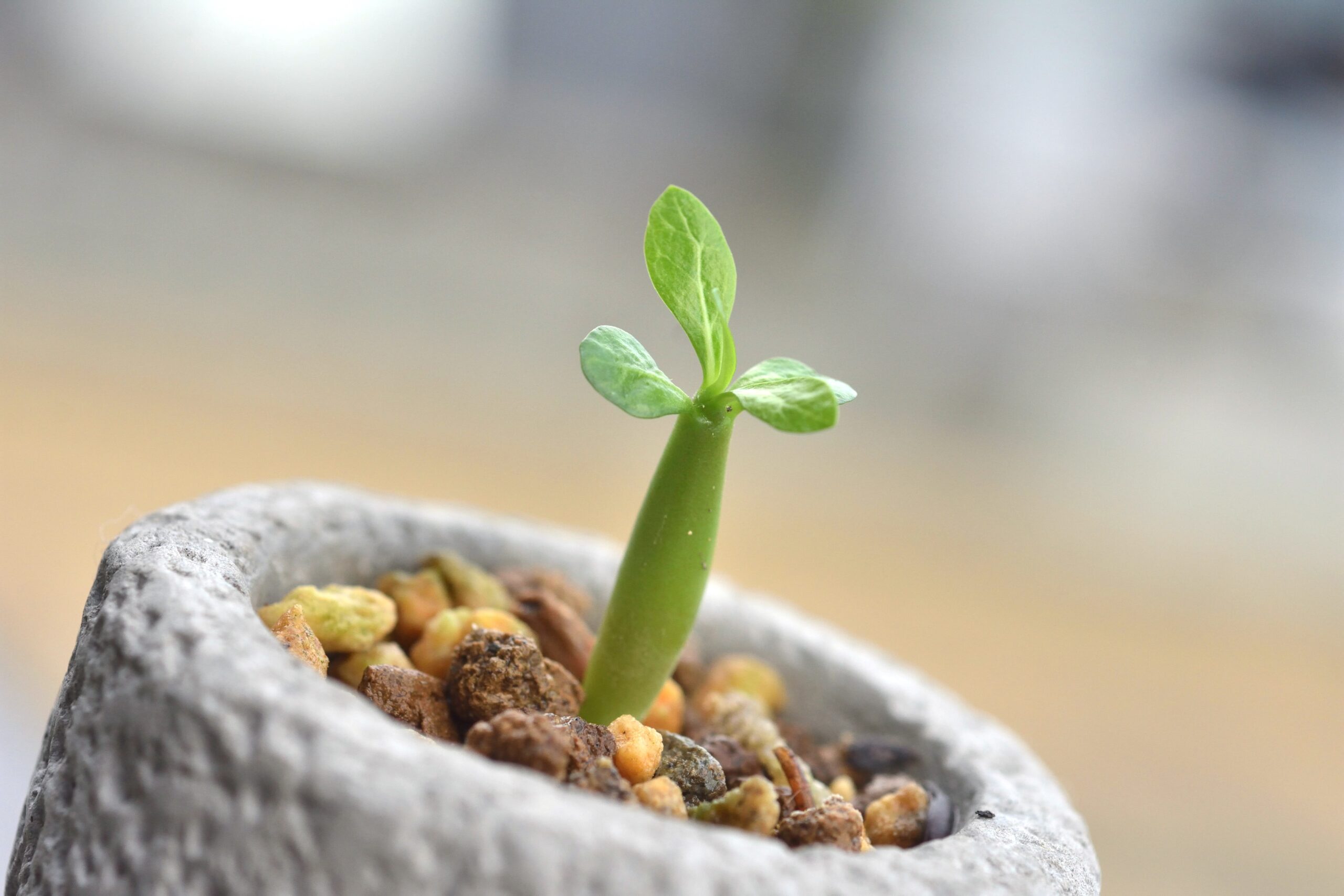 Adenium-sp-2024_1-scaled.jpg