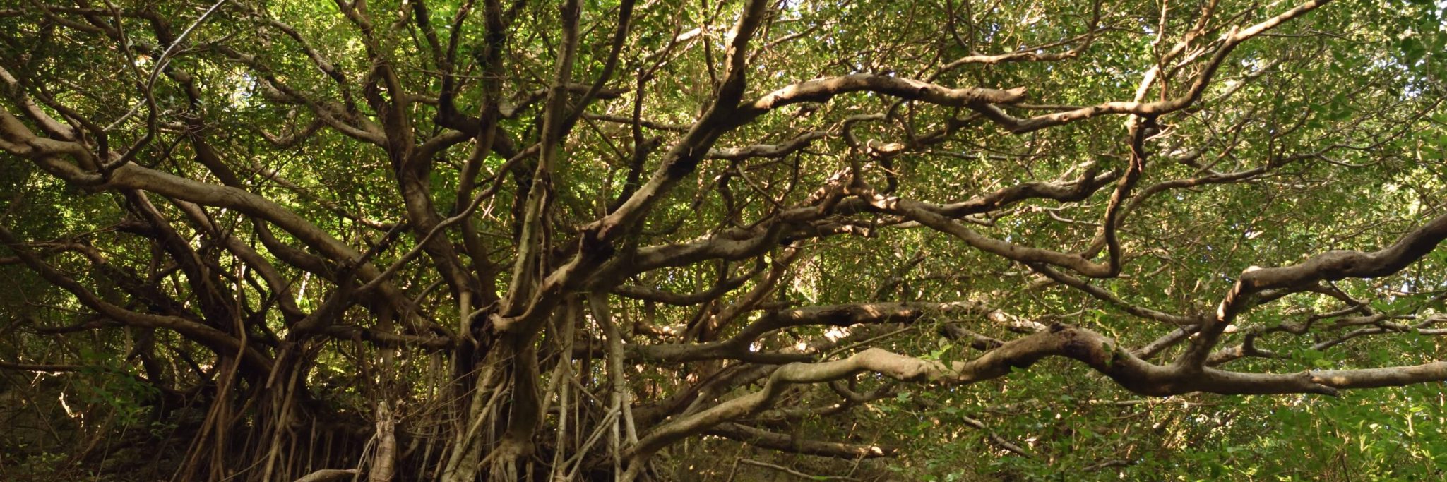 Ficus microcarpa