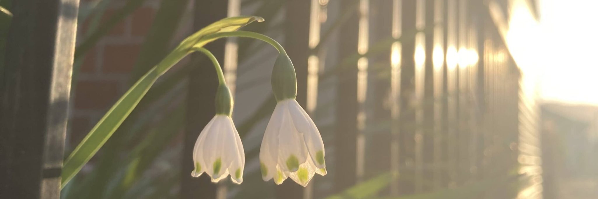 Leucojum aestivum 230408