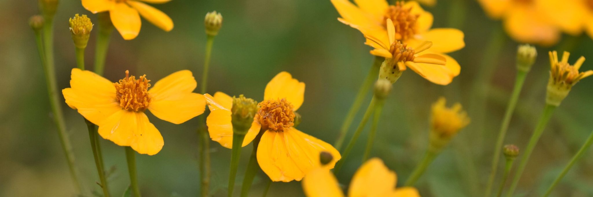 Tagetes lemmonii 20241213